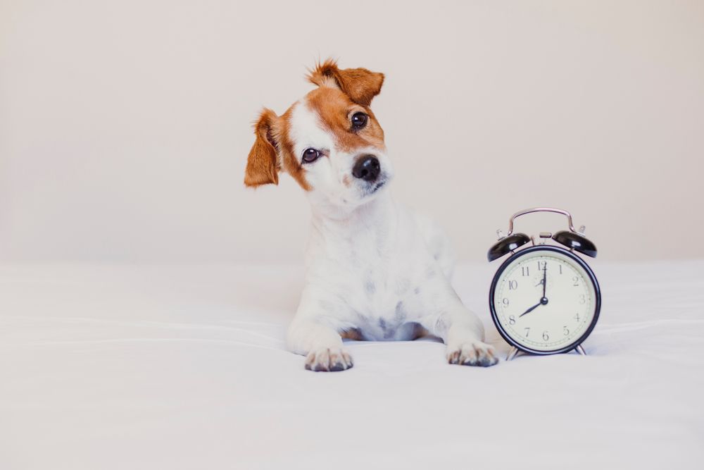 Are Dogs Affected by Daylight Savings Time?