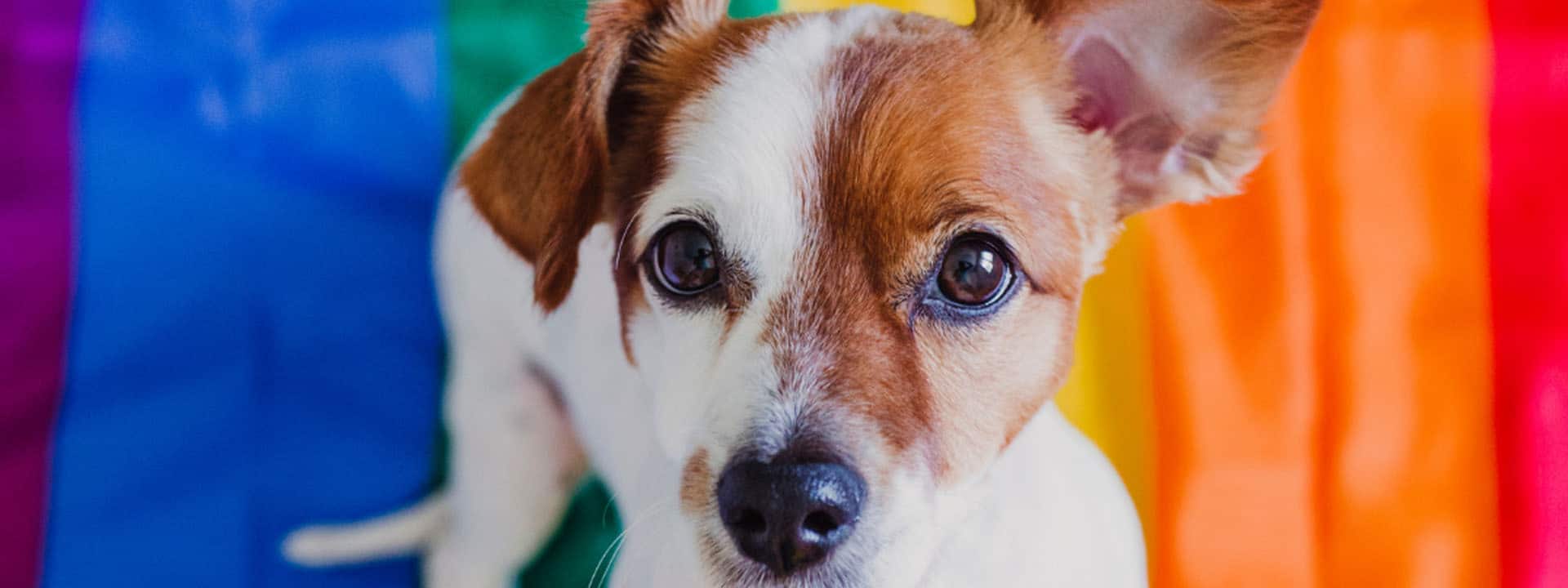8 Ways to Celebrate Pride with Your Dog