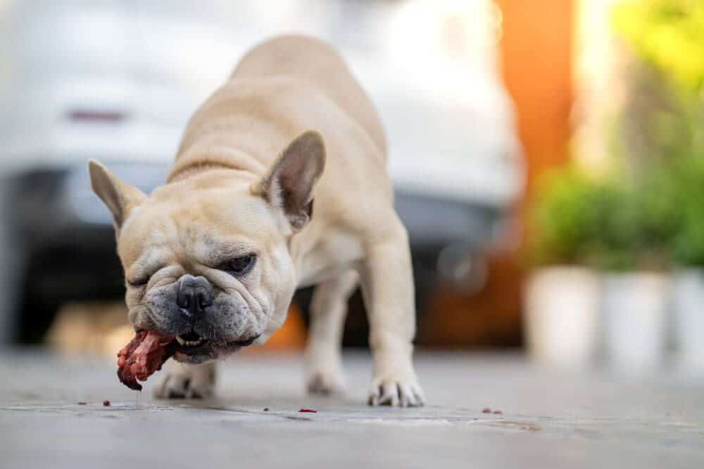 Help! My Dog Ate Chicken Bones