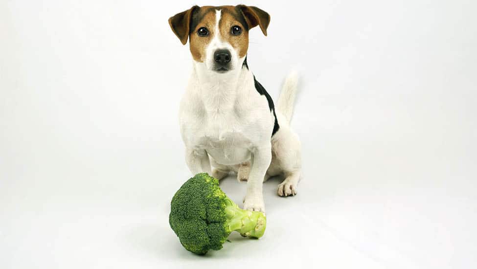 Is Limited Ingredient Dog Food Best?