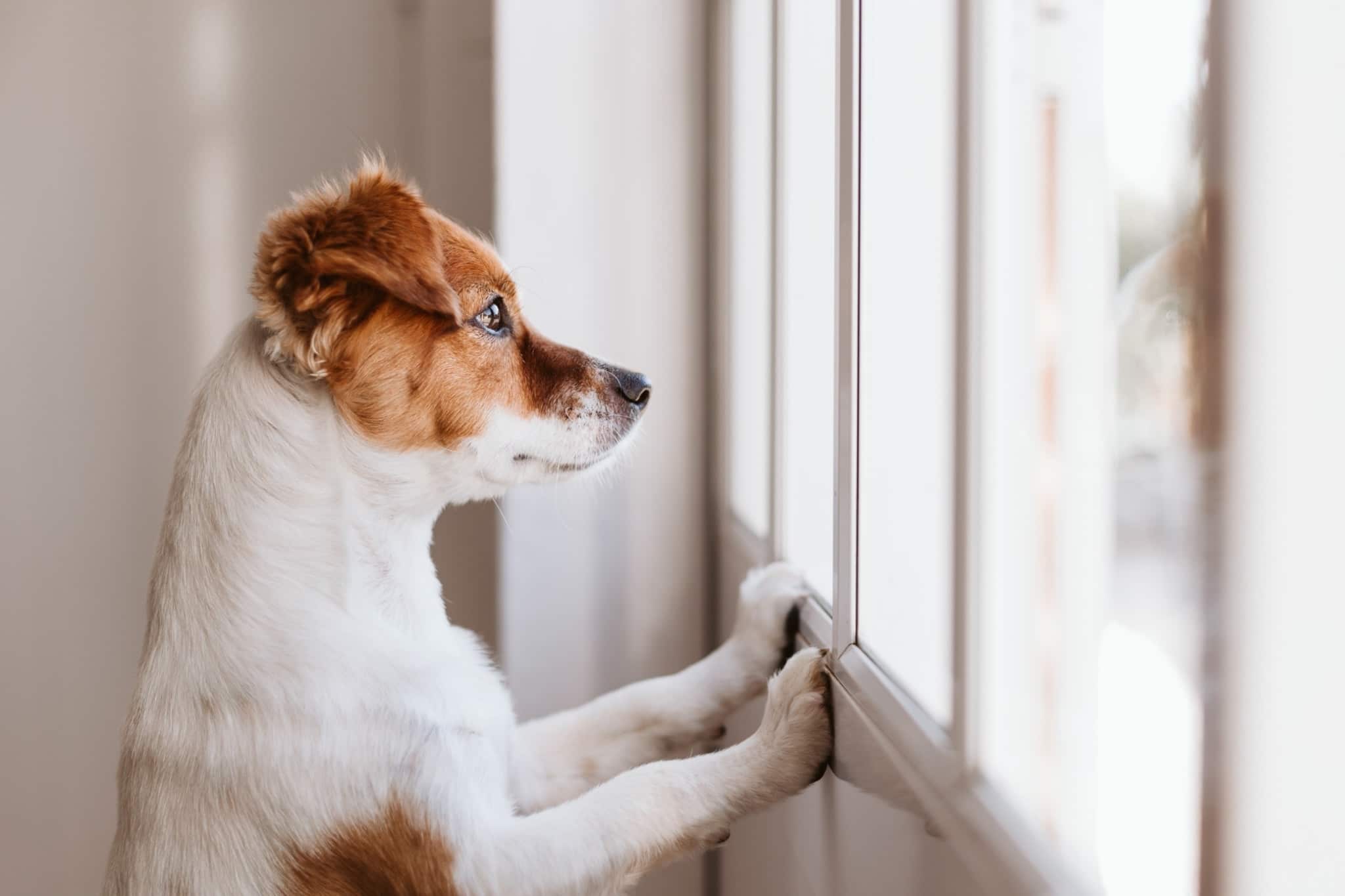 Post-Pandemic Separation Anxiety in Dogs