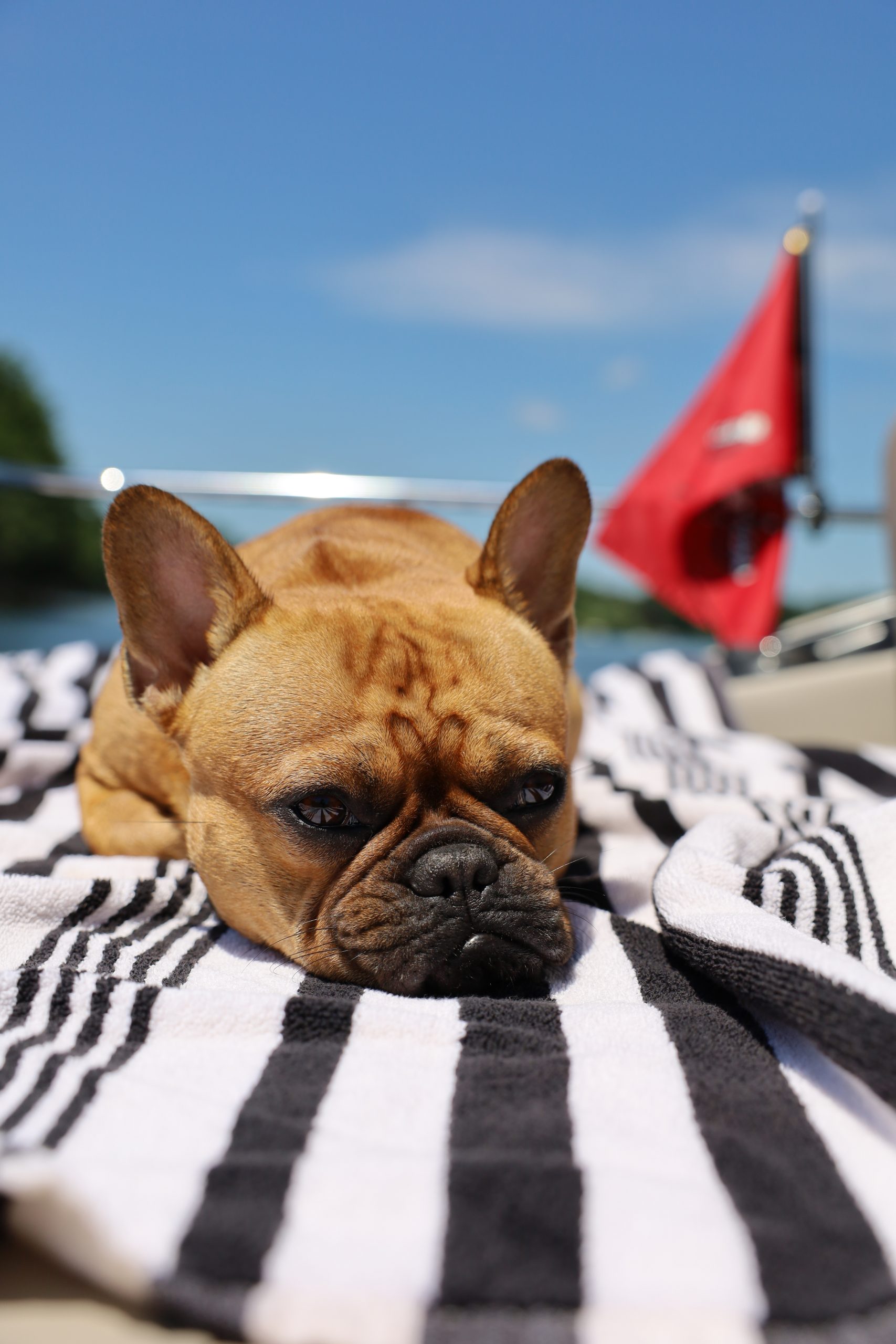 Dog Days: How to Keep Your Dog Cool This Summer