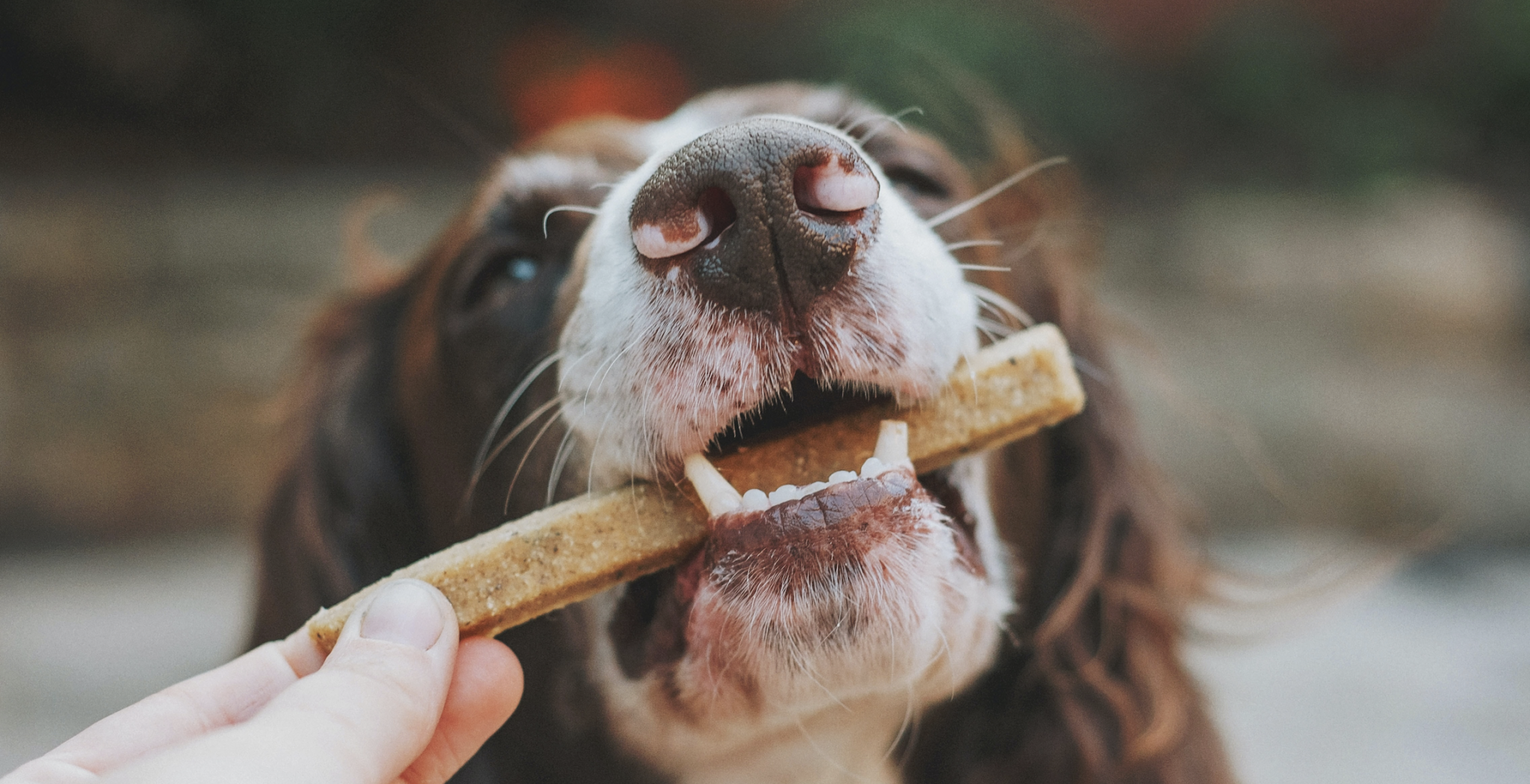Can Dogs Eat Nuts? – Embarkvet