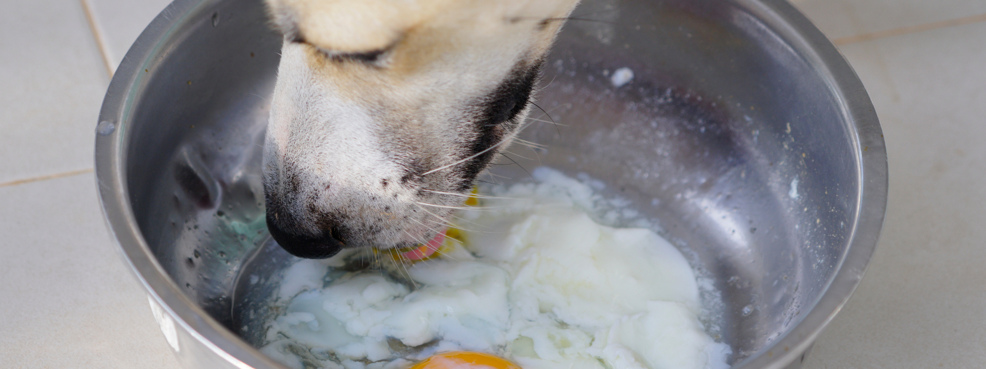 Can Dogs Eat Eggs? – Embarkvet