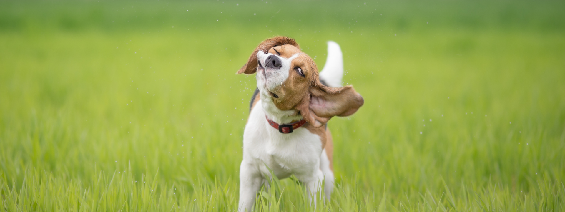 Why Does My Dog Shake?