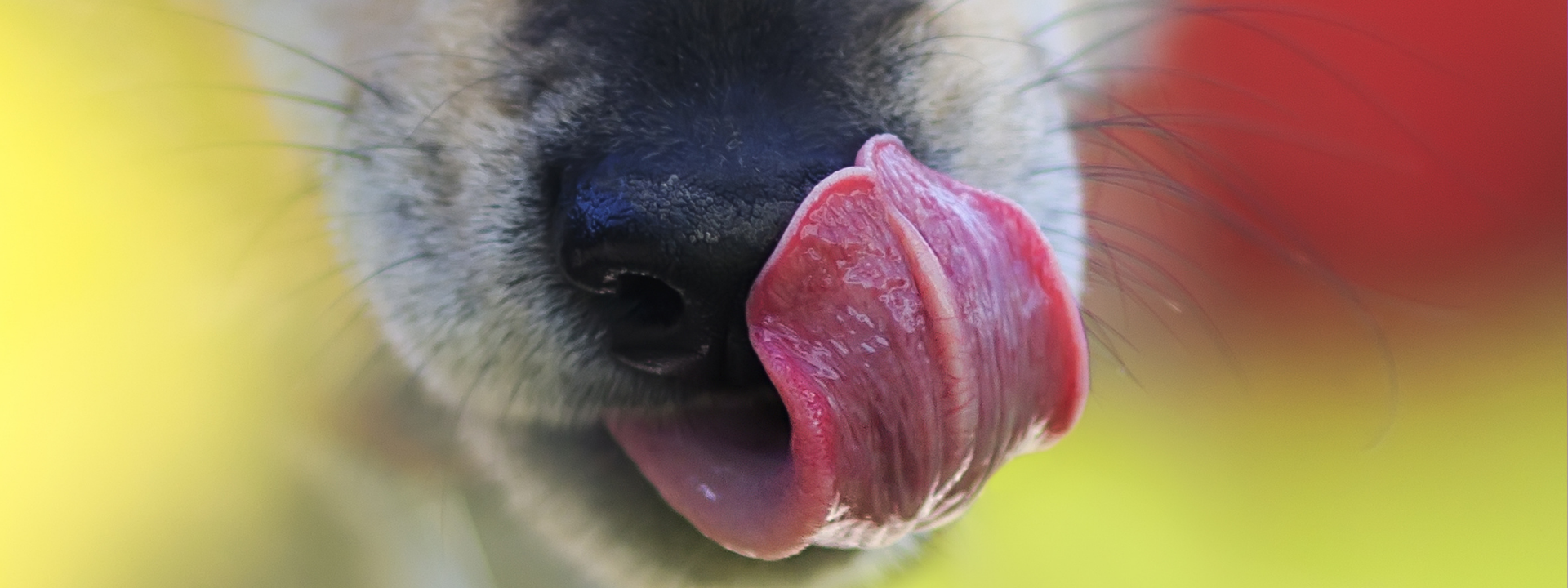 Why Does My Dog Lick So Much?