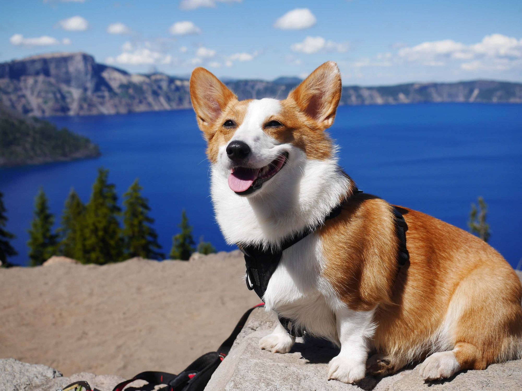 Most dog-friendly National Parks (and trails!)