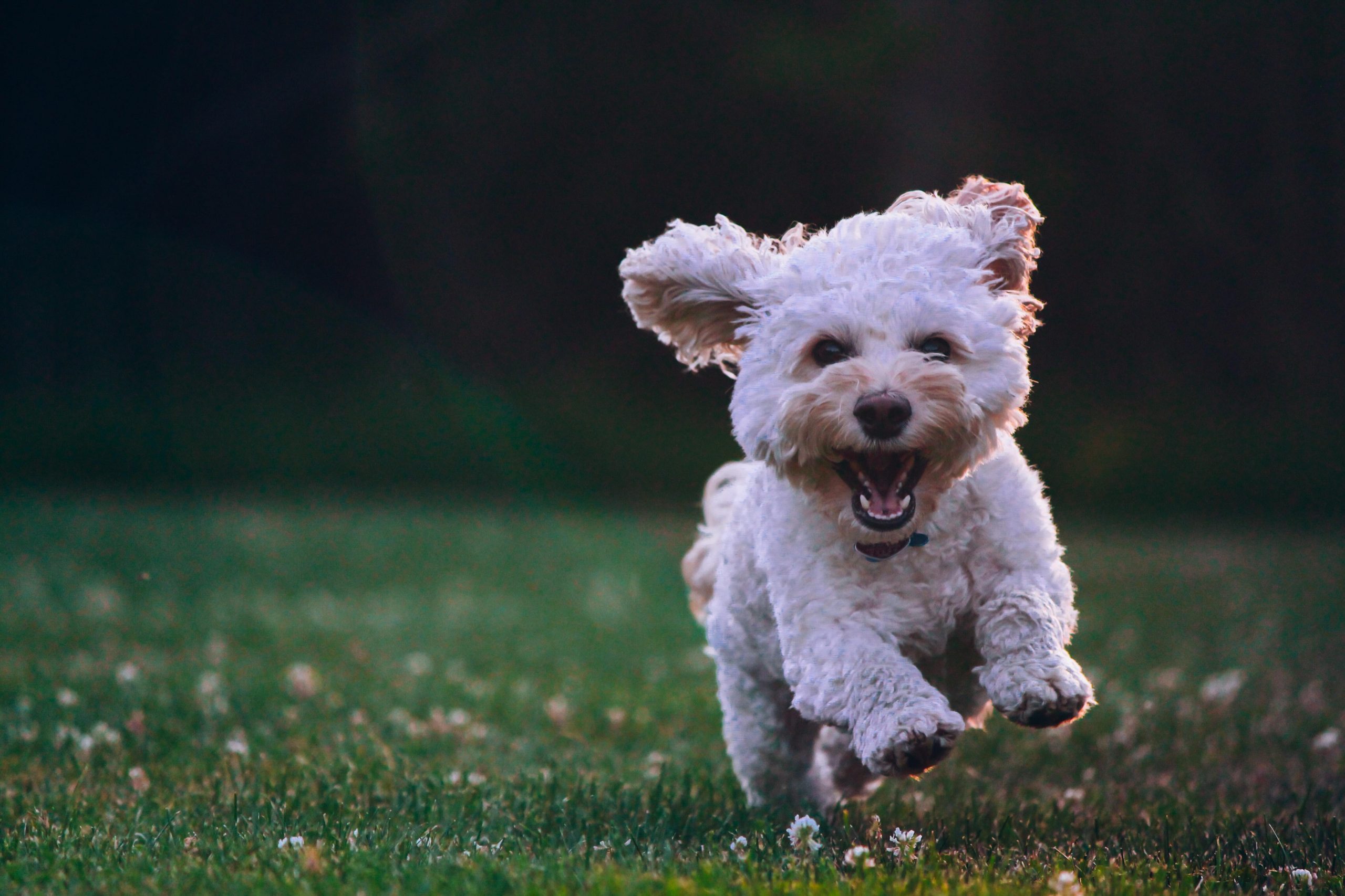 How to Treat Dog Allergies