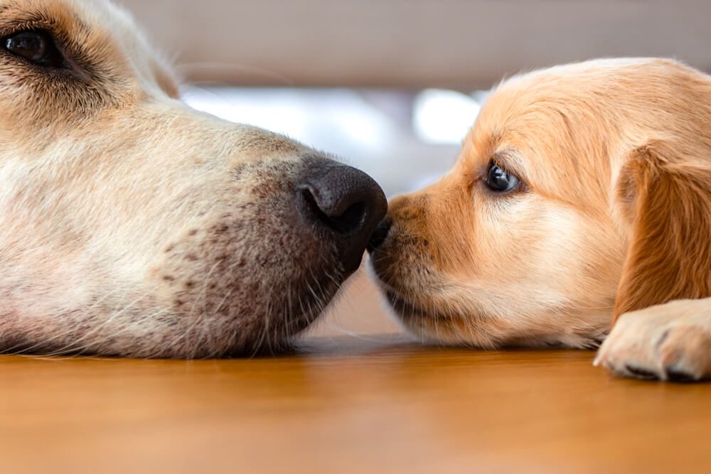 Fascinating Facts About Dog Motherhood