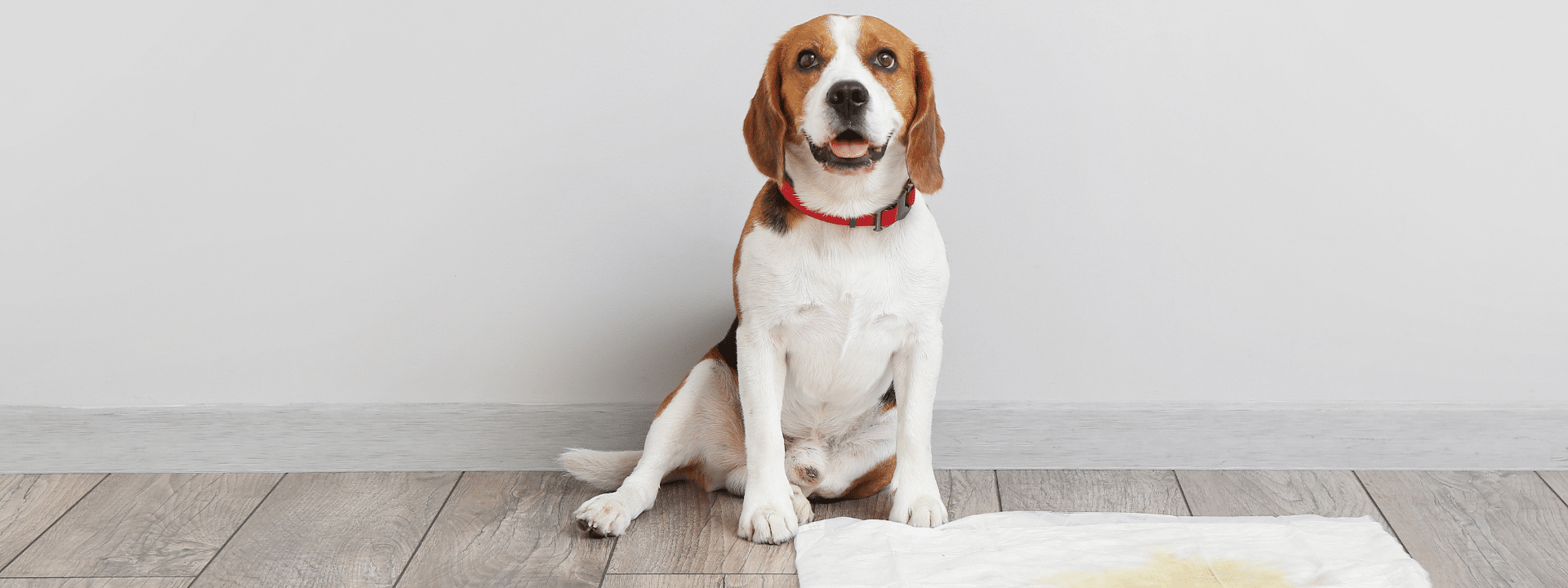 How to Potty Train Your Puppy