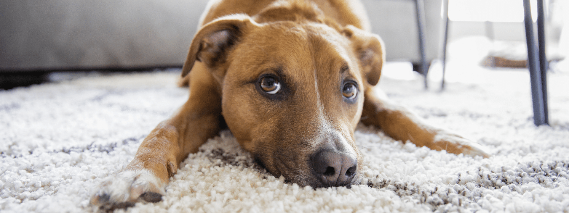 How to Help a Rescue Dog Adjust to Their New Home
