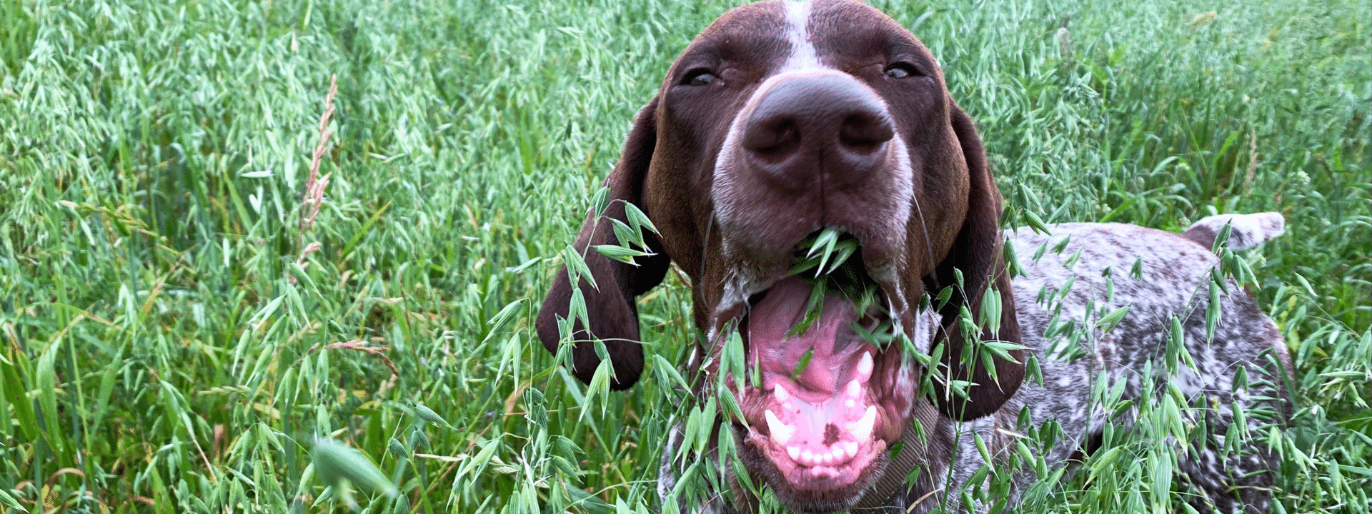Why Do Dogs Eat Weird Things?