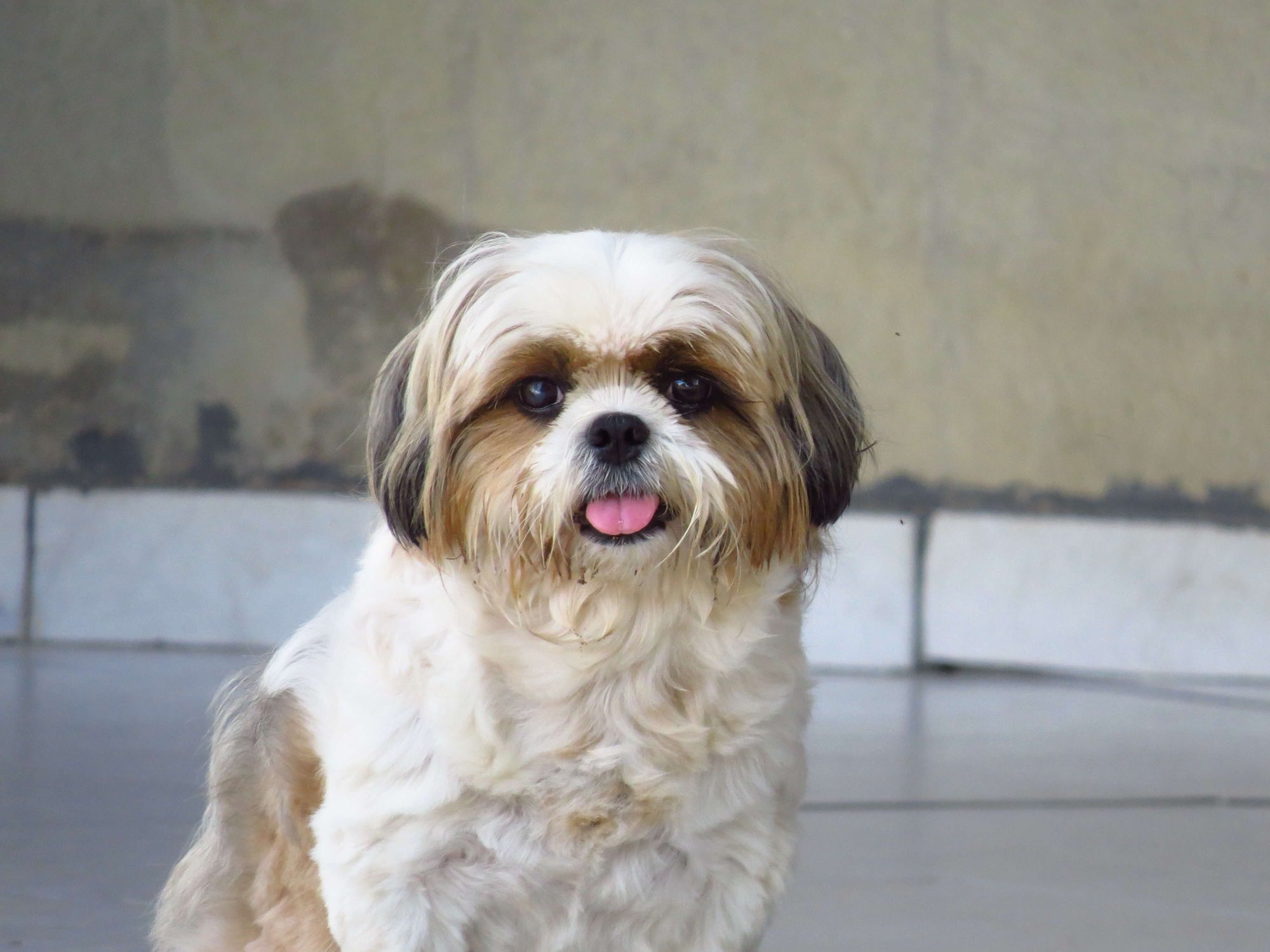 8 Shih Tzu Pros and Cons: Is It the Right Dog for You?
