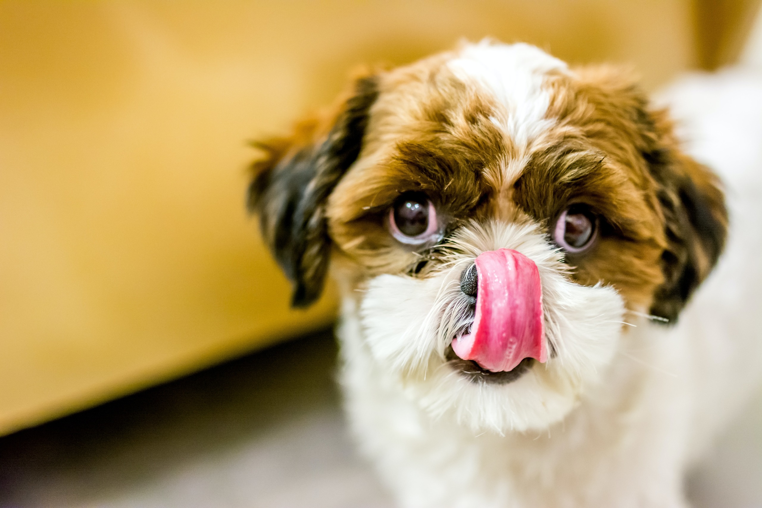 Can Dogs Eat Shrimp?