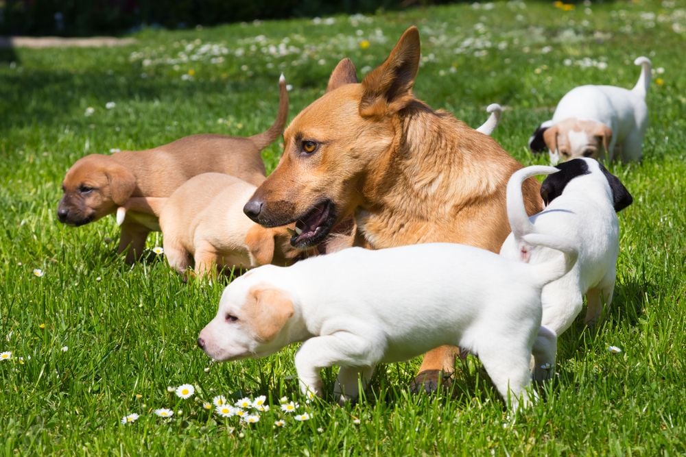 When Can a Puppy Leave Their Mother & Litter?