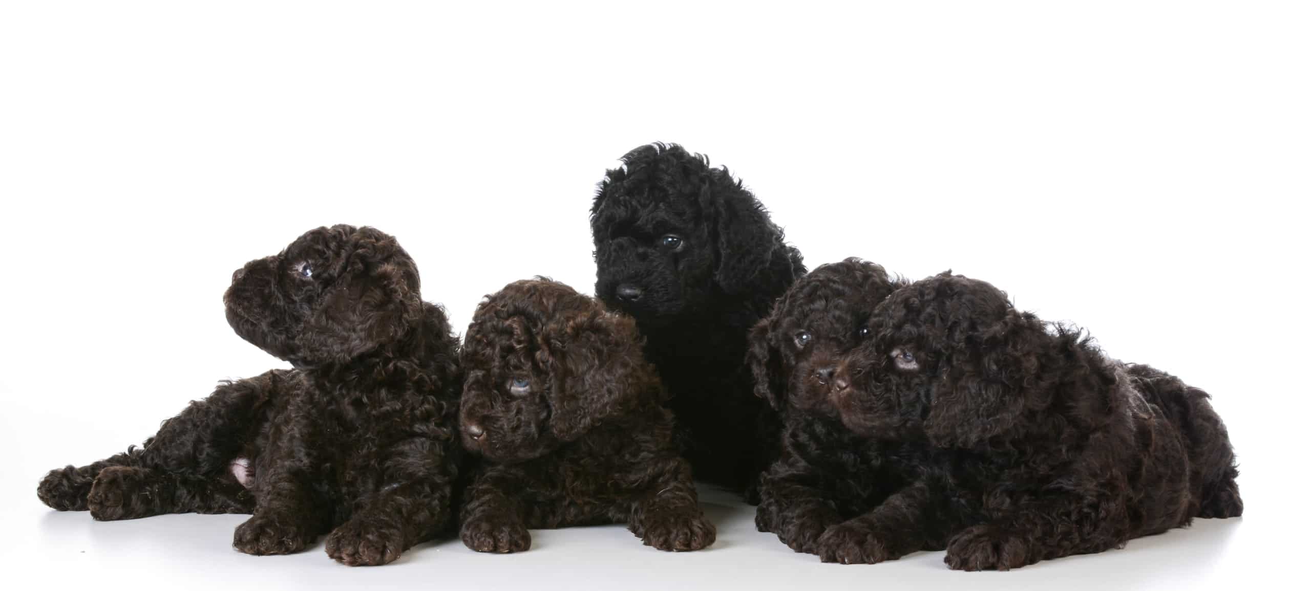 All About Hypoallergenic Dog Breeds