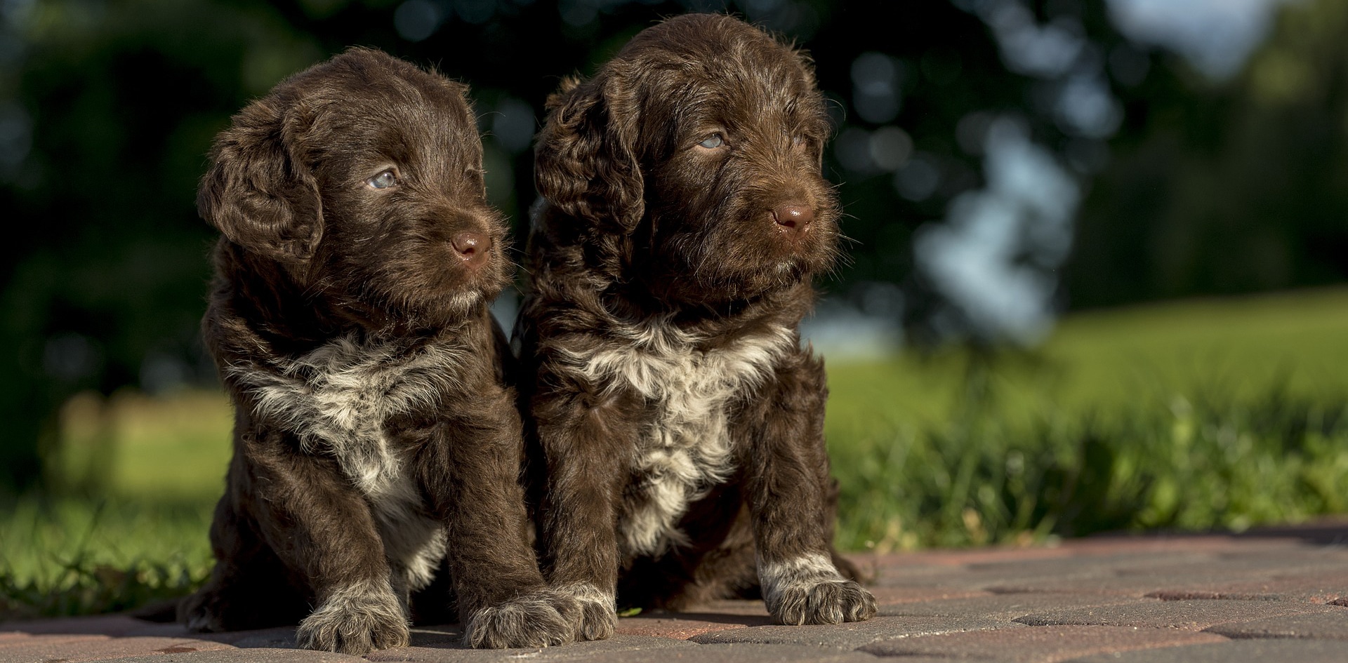 Discover Your Dog’s Genetic Relatives with Embark’s Relative Finder