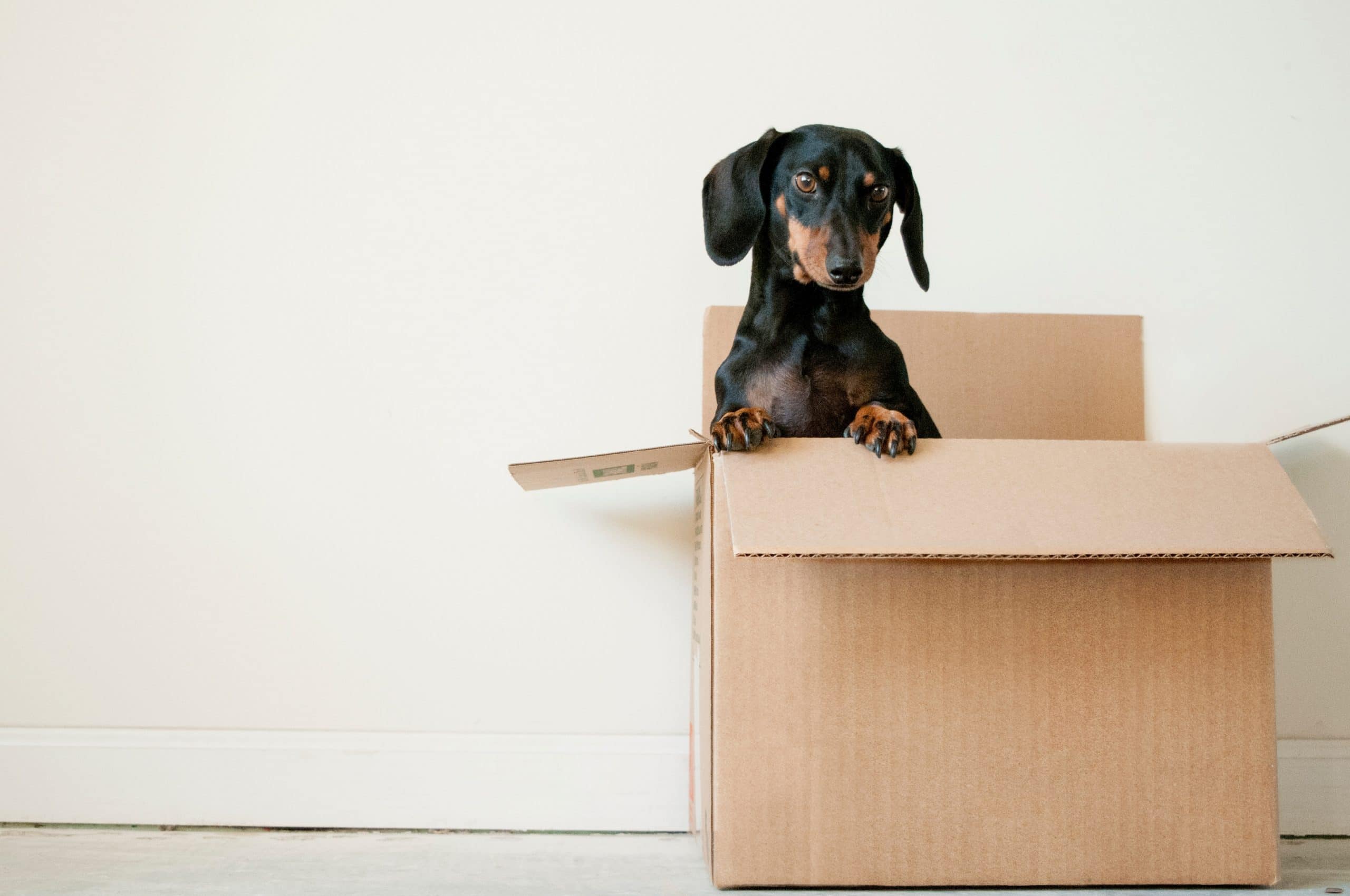 A Guide to Moving with Your Dog