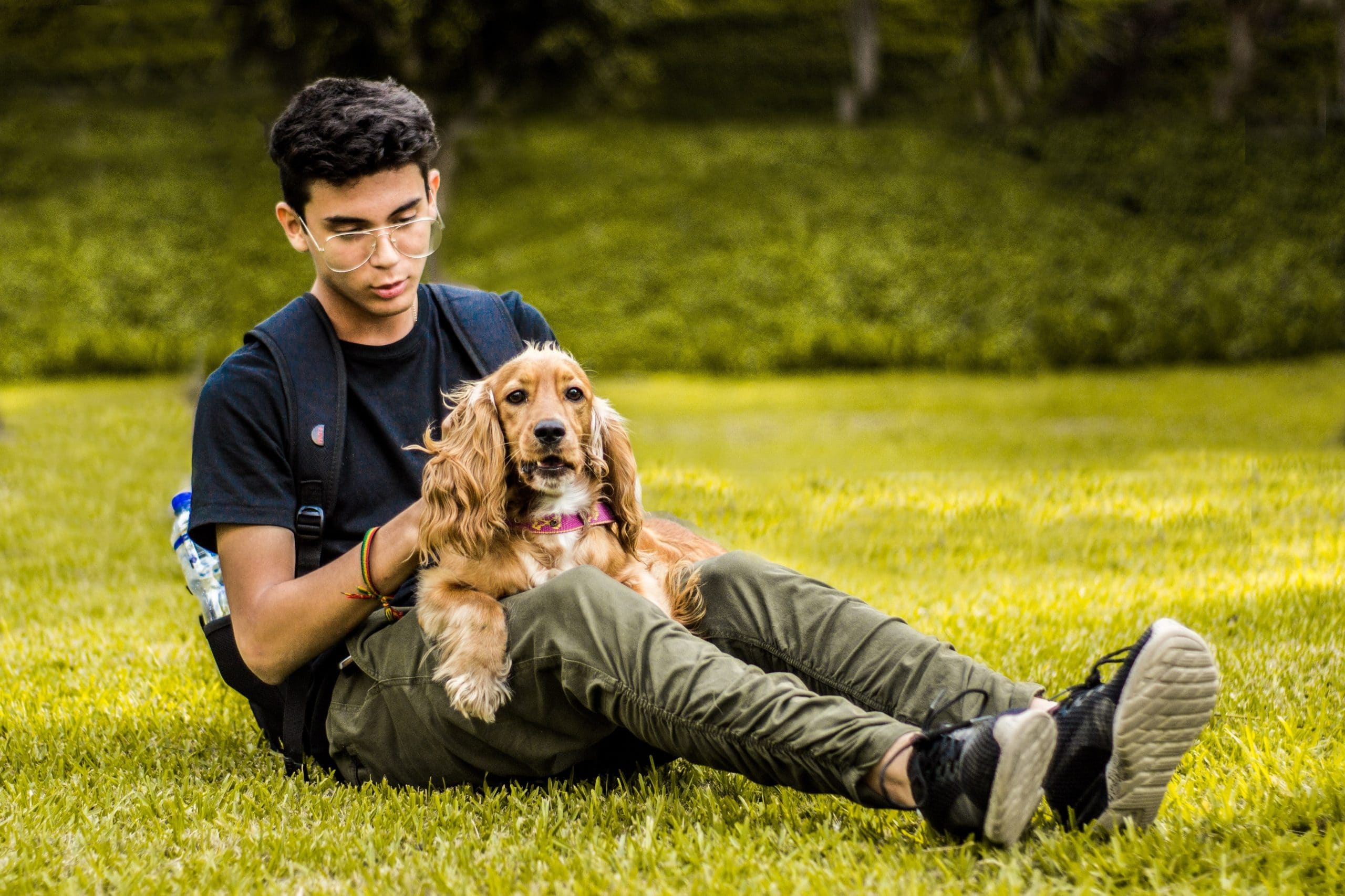 On the Road Again – How to Choose a Dog Sitter While You Travel