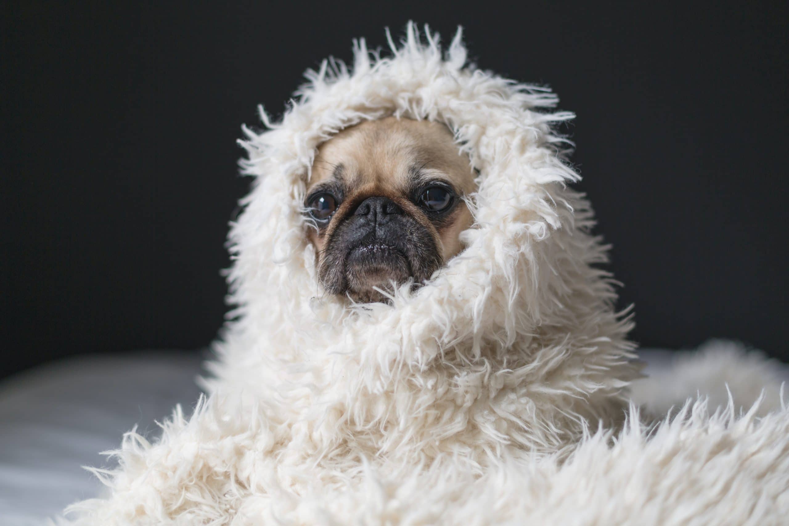 What to Do When Your Dog Has an Upset Stomach