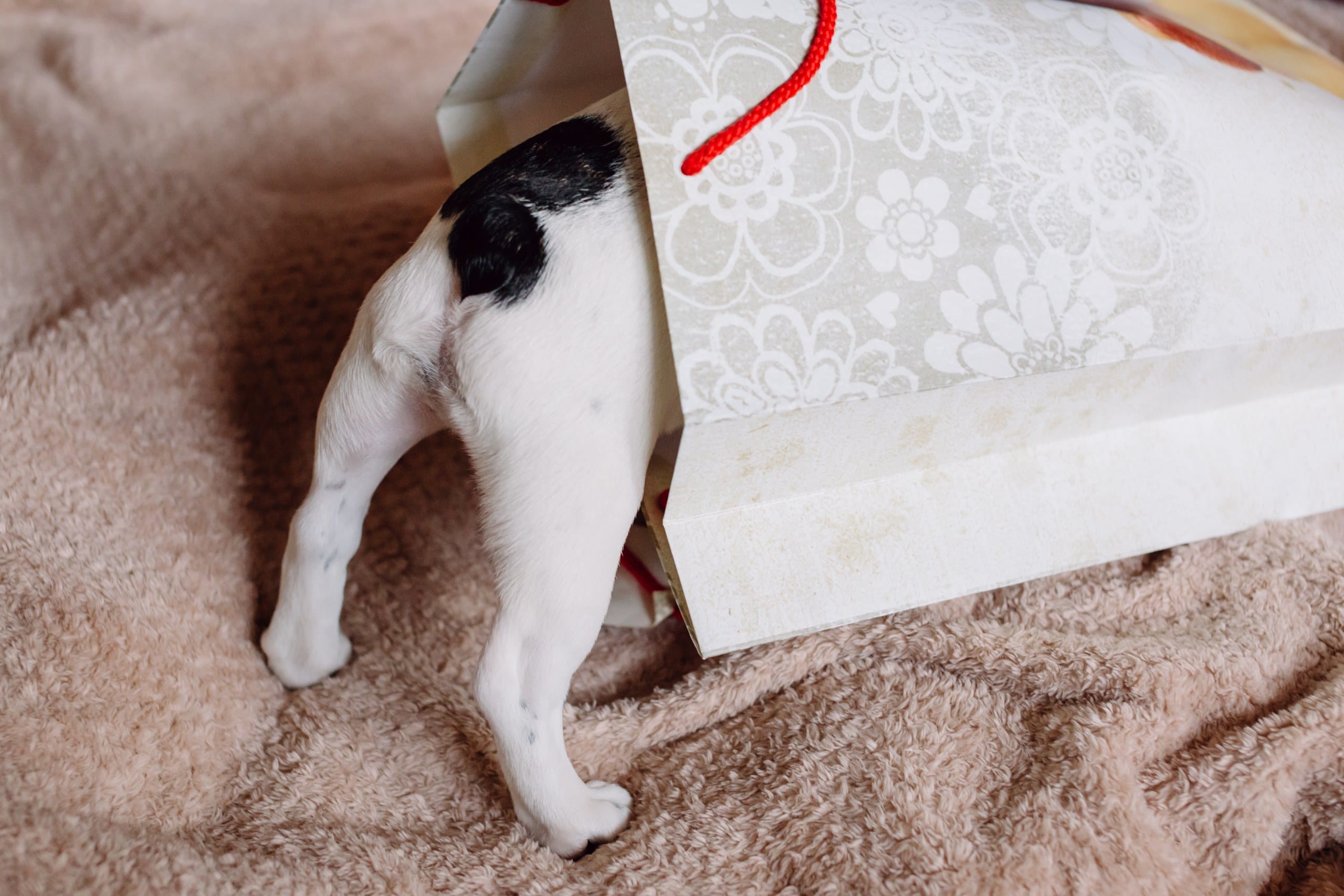 Best Gifts for Dog Moms 2021