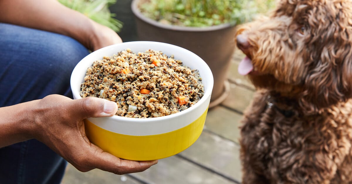 Seasonal Allergies: How to Identify and Treat Seasonal Allergies in Dogs