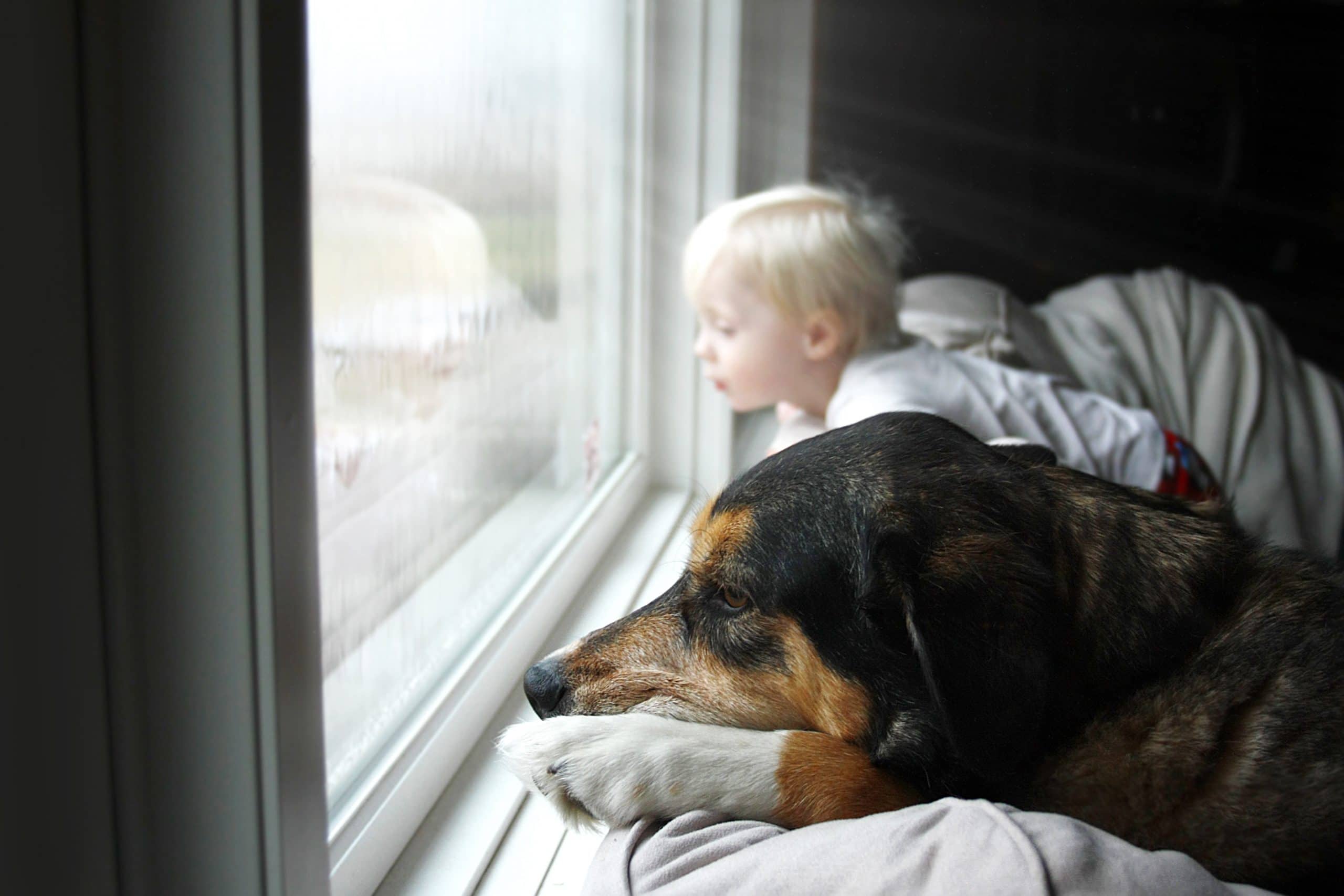 Fireworks, Thunder & Loud Noises: How to Calm Your Dog